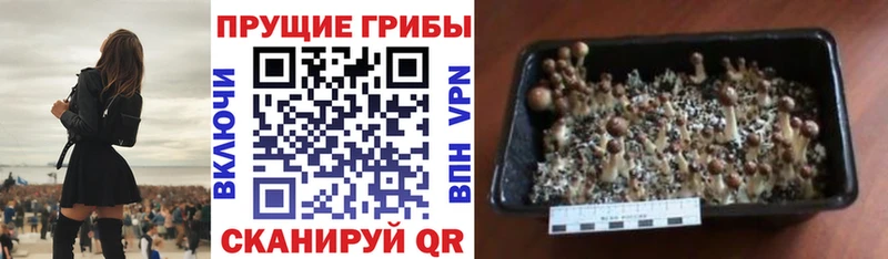 Псилоцибиновые грибы Psilocybine cubensis Медынь